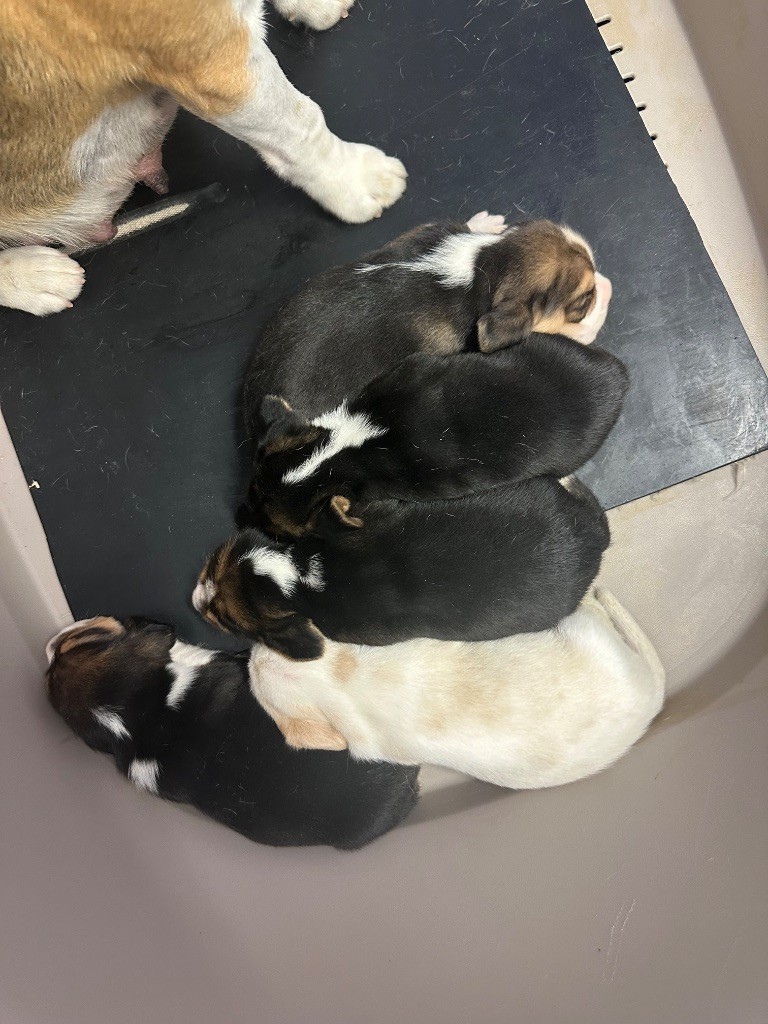 Chiot Beagle Des Chercheurs Du Temps